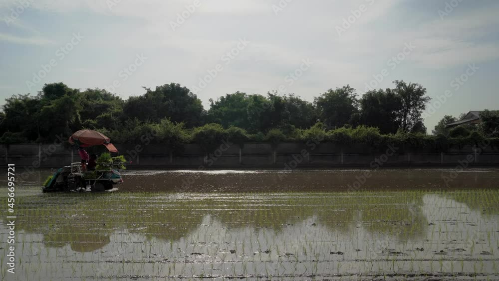 Professional agriculture vehicle machine transplant rice in section angle horizontal in the line at a paddy field in the open sky day. Professional agriculture vehicle machine transplant rice in section angle horizontal in the line at a paddy field in the open sky day.