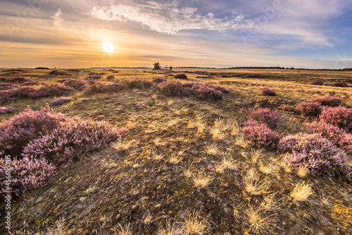 Blooming heath landscape scenery of heathland