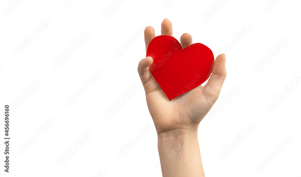 Organ day concept. Hand holding red heart isolated on a white background. Copy space photo Organ day concept. Hand holding red heart isolated on a white background. Copy space photo