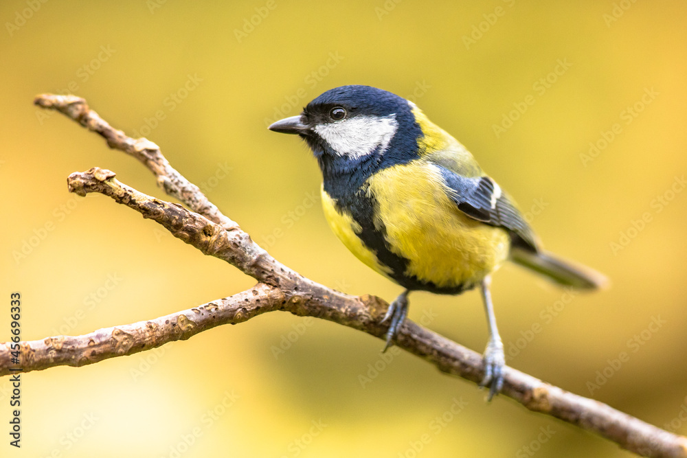 Fototapeta premium Great tit garden bird perched on branch