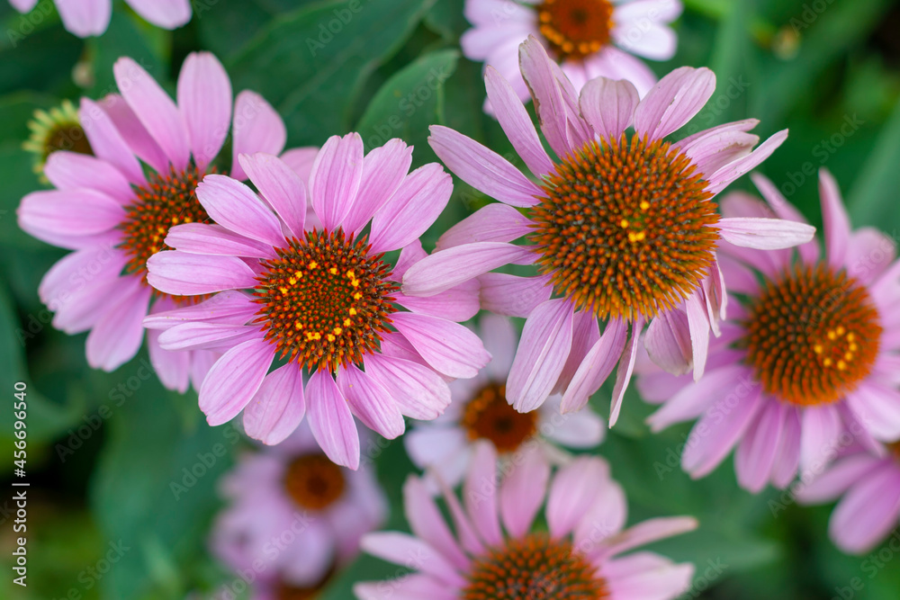 The group of flowers of Echinacea, belongs to the family of Asteraceae or Compound flowers. Echinacea is known as eastern purple pine needles, hedgehog needles, American golden flower and evening sun. The group of flowers of Echinacea, belongs to the family of Asteraceae or Compound flowers. Echinacea is known as eastern purple pine needles, hedgehog needles, American golden flower and evening sun.