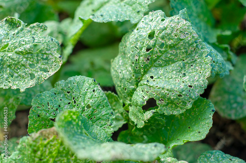 The damaged surface of the leaves of an agricultural radish crop. Pests of plants are cruciferous flea or phyllotretes cruciferous.