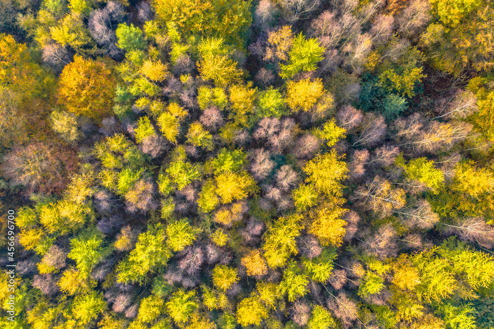 aerial view of autumn forest with colorful foliage