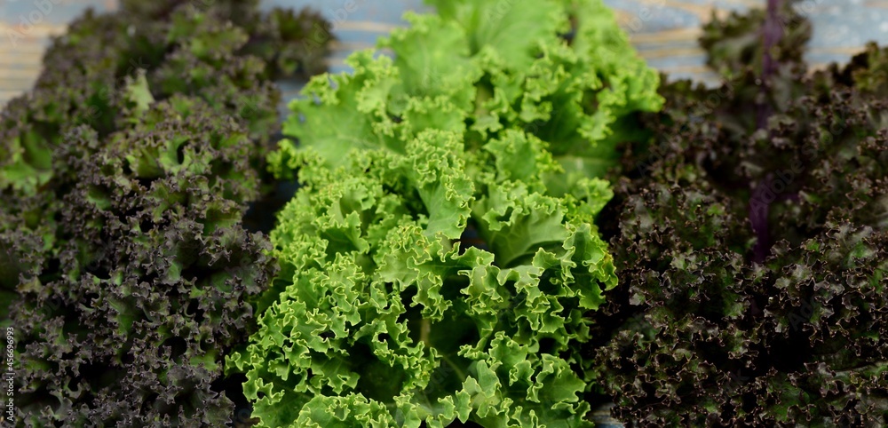 Φωτογραφία Fresh green and red kale leaves closeup, different varietes of  curly-leaf cabbage, kale varietes, healthy food ingredient, soft culinary background