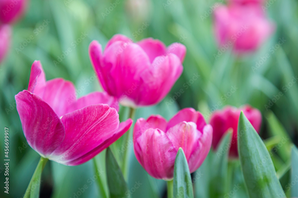 Close up flowers background. Amazing view of colorful tulip flowering in the garden at sunny summer or spring day