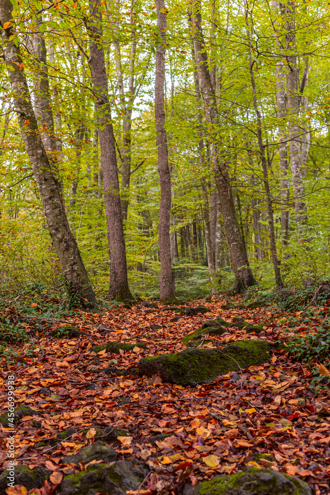 COLORES DE OTOÑO EN UN BOSQUE RODEADO DE HOJAS Y ARBOLES DE OJAS NARANJAS. HAYEDO. COLORES DE OTOÑO EN UN BOSQUE RODEADO DE HOJAS Y ARBOLES DE OJAS NARANJAS. HAYEDO.