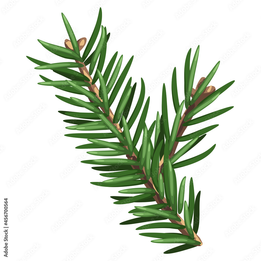 Illustration of spruce branch with needles. Twig for Christmas and New Year design. Decorative plant. Illustration of spruce branch with needles. Twig for Christmas and New Year design. Decorative plant.