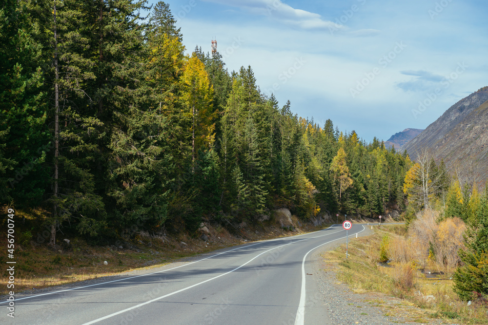 Fototapeta premium Colorful autumn landscape with larches with yellow branches along mountain highway. Coniferous forest with yellow larch trees along mountain road in autumn colors. Highway in mountains in fall time.