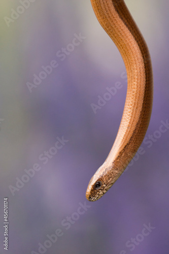 Sloworm,Anguis fragilis, pale blue wsh of colour in background photo