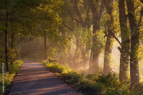 A forest road receiving golden light at sunrise