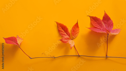 Fototapeta Naklejka Na Ścianę i Meble -  Red autumn leaves with stems on yellow background with copy space for fall season concept. Top view composition. 