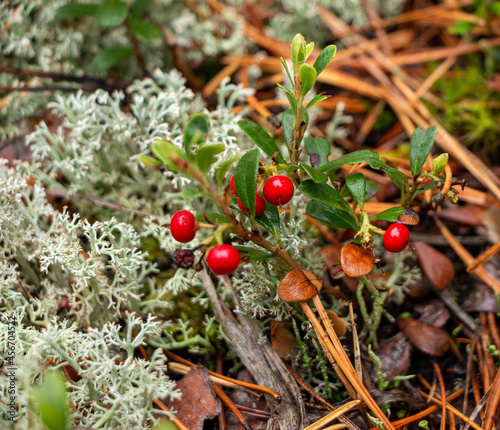 Juicy red lingonberry berry with green leaves grows among moss in forest.