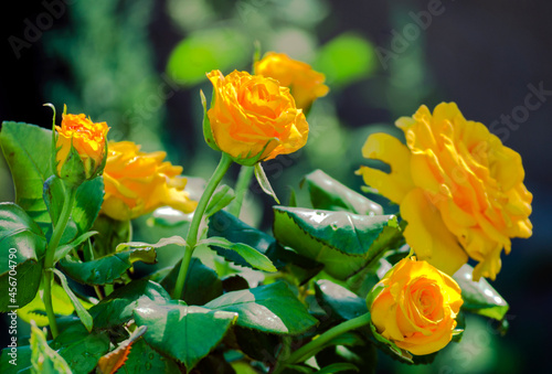 Fototapeta Naklejka Na Ścianę i Meble -  bush of yellow roses close up