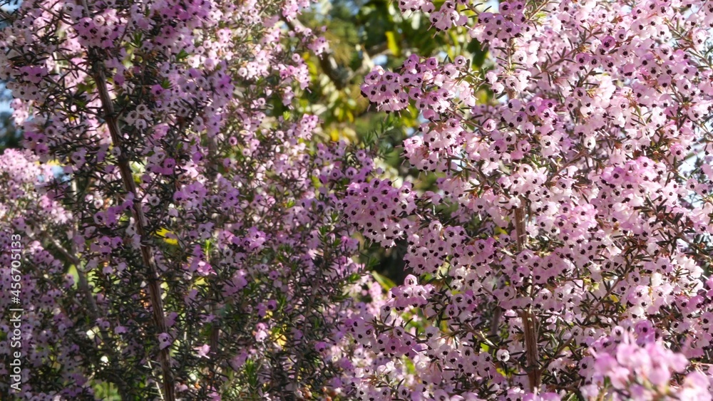Heath tree pink flowers, California USA. Erica arborea briar root springtime bloom. Home gardening, american decorative ornamental houseplant, natural botanical atmosphere. Lilac mauve spring blossom.