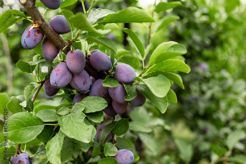 Canvas Print Fresh ripe blue plums on the branch in orchard, local farming