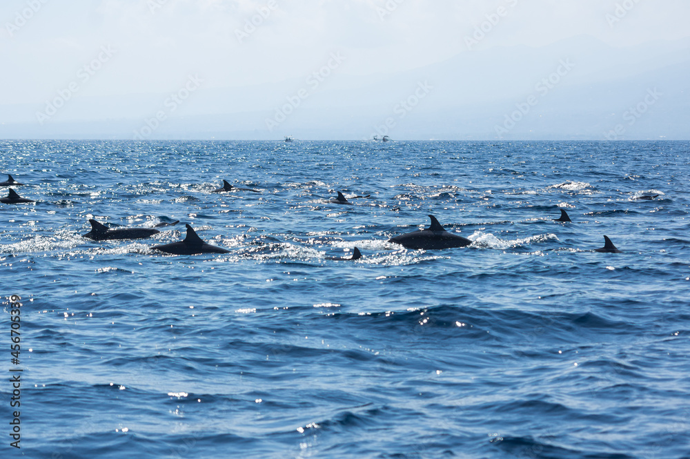 Fototapeta premium View of a group of wild dolphins