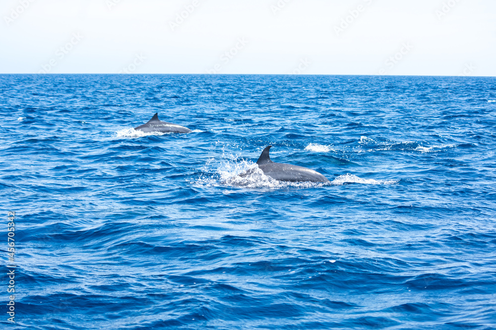 Fototapeta premium View of a group of wild dolphins
