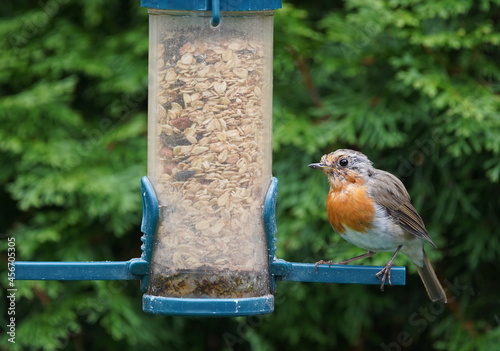 robin on the feeder