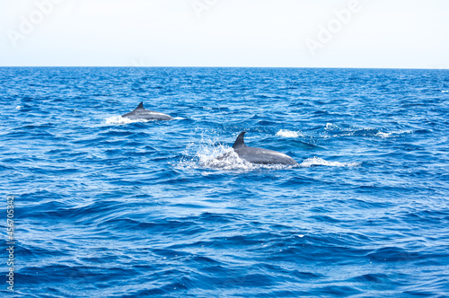 View of a group of wild dolphins