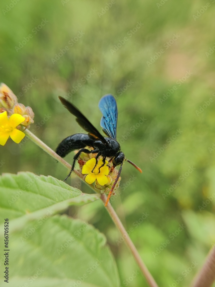 bee on a flower bee on a flower