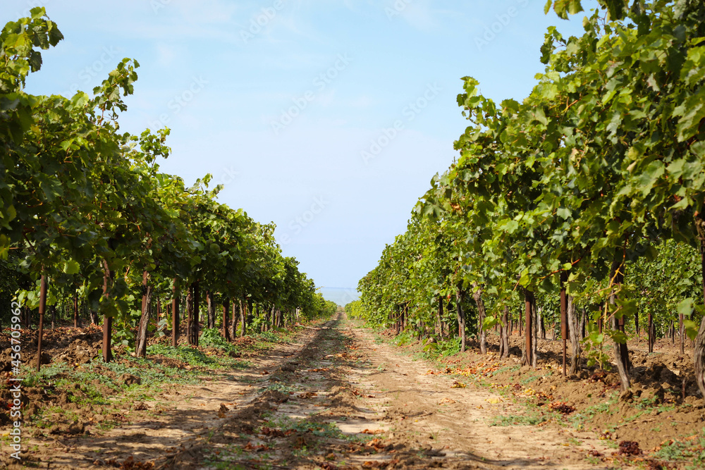 Vineyards with grapevine for wine production near a winery.A beautiful view of a vineyard