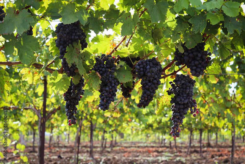 Fototapeta premium Bunch of dark grapes hanging on vines inside the vineyard