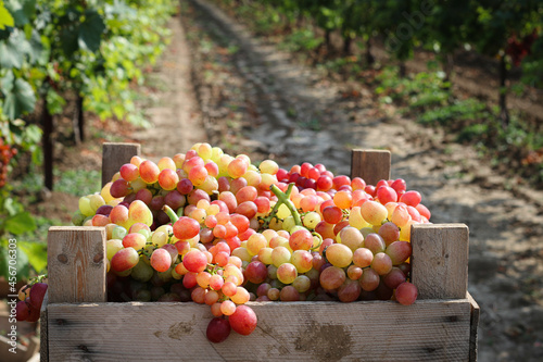 Harvesting grapes in the vineyards. Close-up of pink grapes in a wooden box. Winery and harvesting. Growing grapes and winemaking banner design.