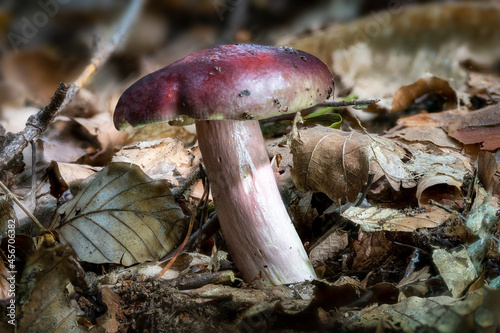 Close up of a primrose brittlegill Russula sardonia mushroom between moss and autumn leaves