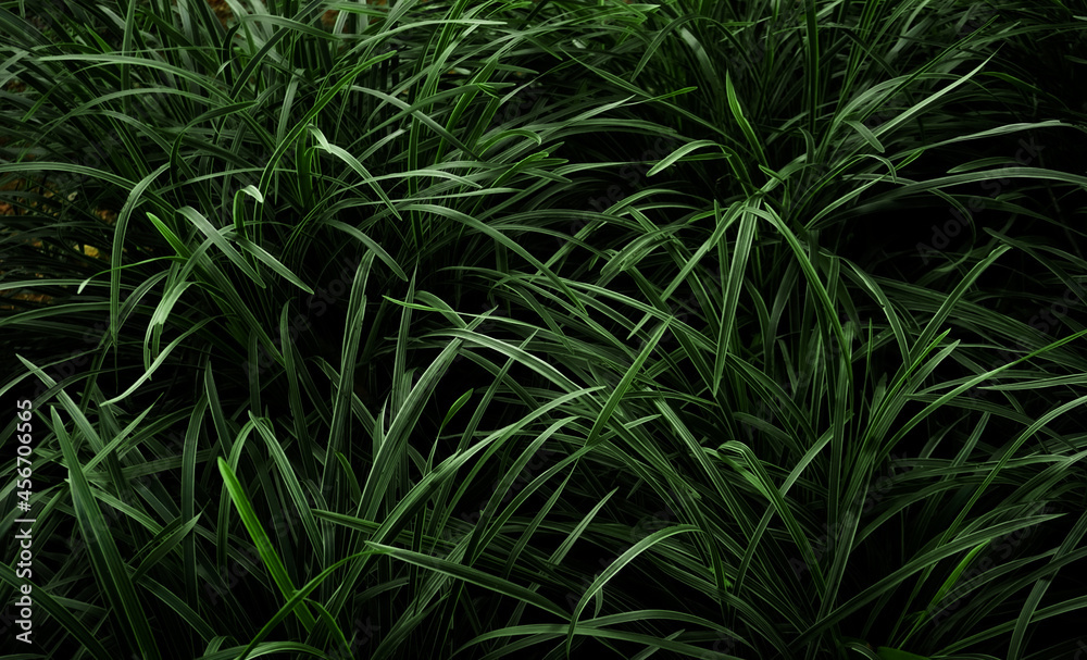 Green Grass and leaves texture background Green Grass and leaves texture background