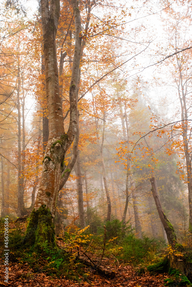 Fototapeta premium The wonderful autumn nature of mountain forest
