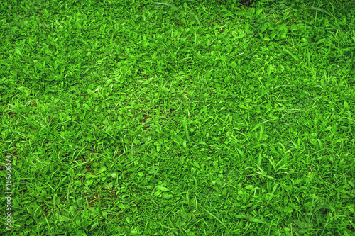 Green Grass and leaves texture background