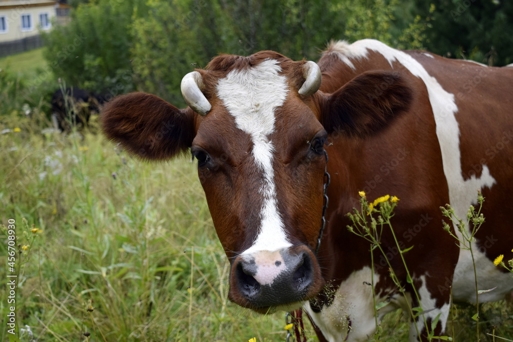 Obraz premium cow on a meadow