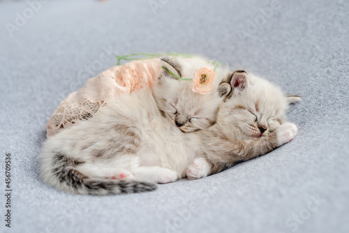 Ragdoll kittens photos newborn style