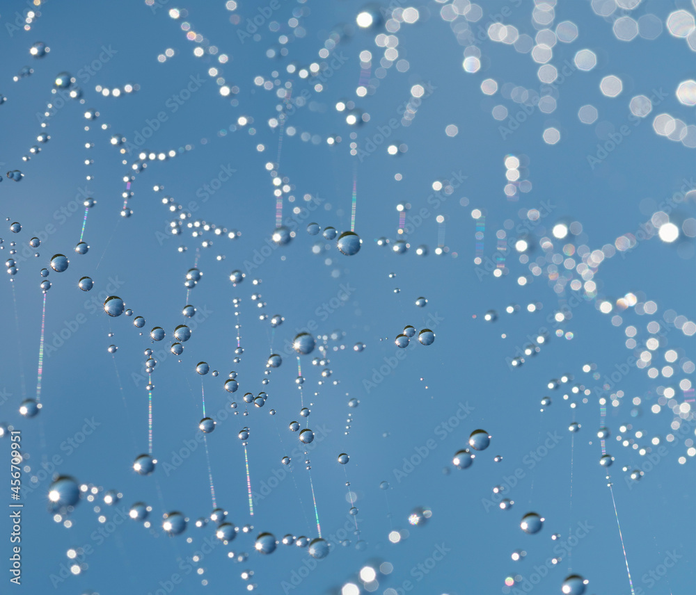 Fototapeta premium Dew drops on spider mesh, net - macro photography