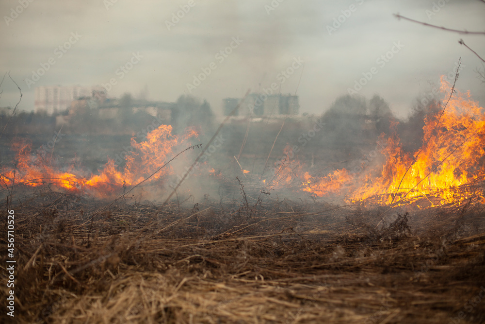 Obraz premium Dry grass is burning. Fire in the field in spring.