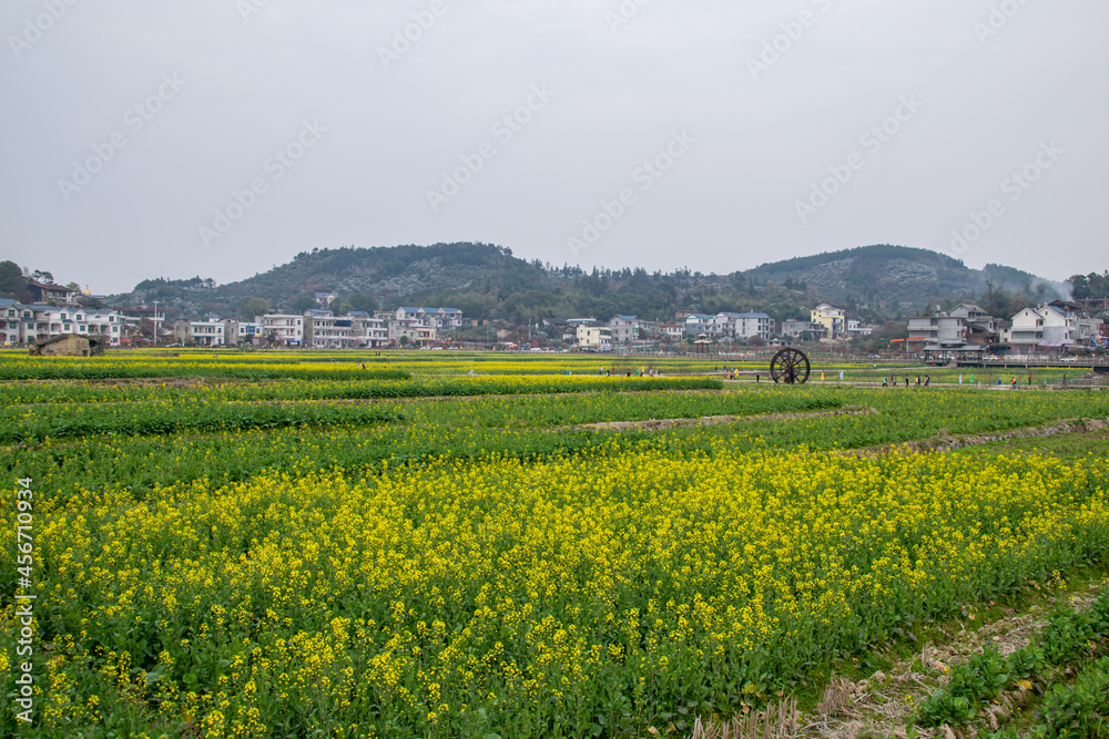 Rape flowers in the countryside golden rape flowers in the fields
