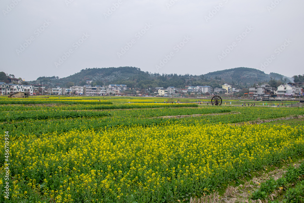 Rape flowers in the countryside golden rape flowers in the fields Rape flowers in the countryside golden rape flowers in the fields