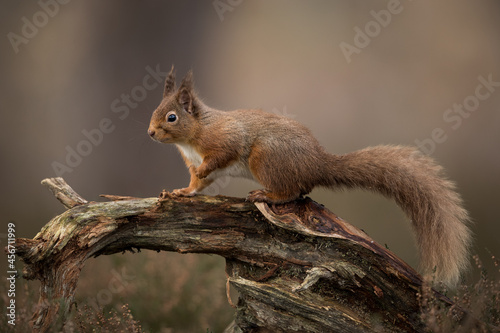 Red squirrel percehd on a log with a brown background.  Taken in the Cairngorms National Park, Scotland.