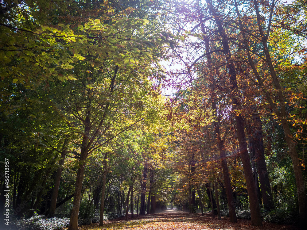 Obraz premium caminos de bosques frondosos en primavera, pinos, flores, naturaleza, otoño en Aranjuez, Madrid, España.