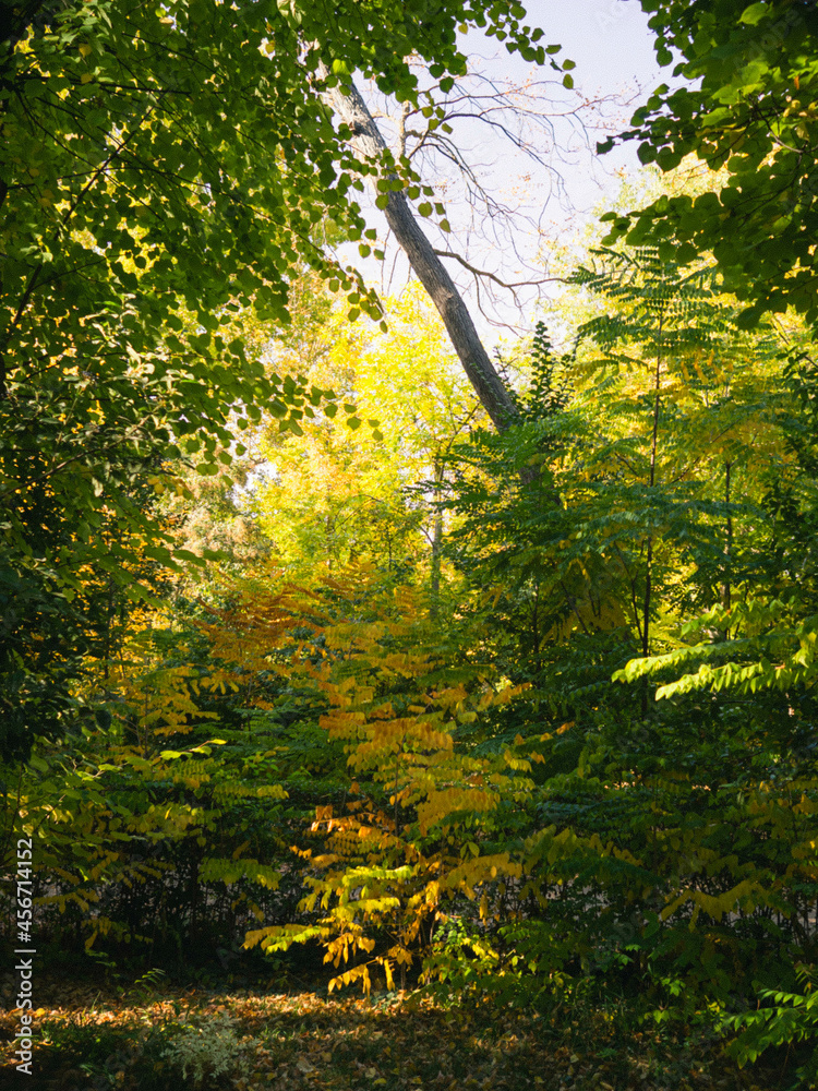 Obraz premium caminos de bosques frondosos en primavera, pinos, flores, naturaleza, otoño en Aranjuez, Madrid, España.