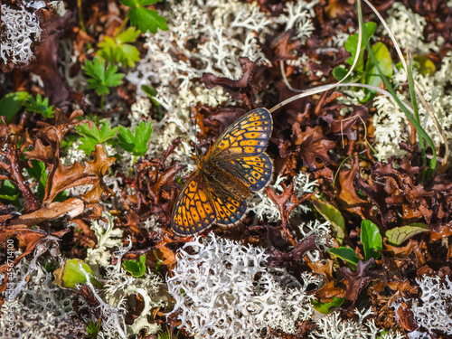 Small mother of pearl butterfly (Boloria eunomia) sit on white moss, close up. photo