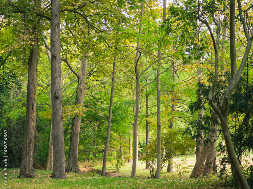 caminos de bosques frondosos en primavera, pinos, flores, naturaleza, otoño en Aranjuez, Madrid, España. caminos de bosques frondosos en primavera, pinos, flores, naturaleza, otoño en Aranjuez, Madrid, España.