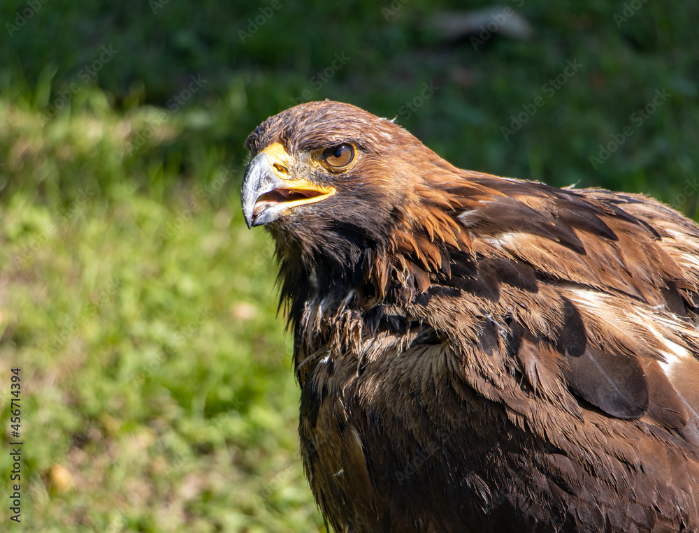 Fototapeta premium The portrait of The Golden Eagle (Aquila chrysaetos) on a green background