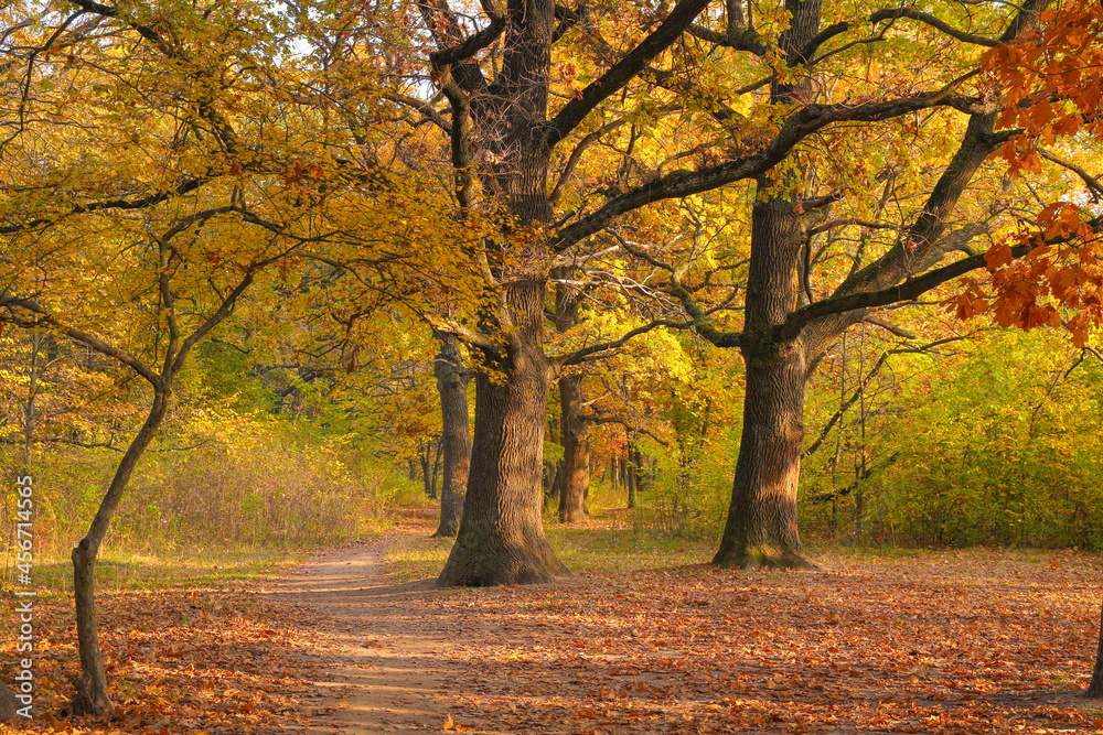 Fototapeta premium Autumn landscape with large old oak trees and yellow foliage in sunlight. Fall leaves in park.