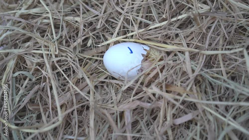 The Leghorn chick newborn was hatched from an egg in the nest.