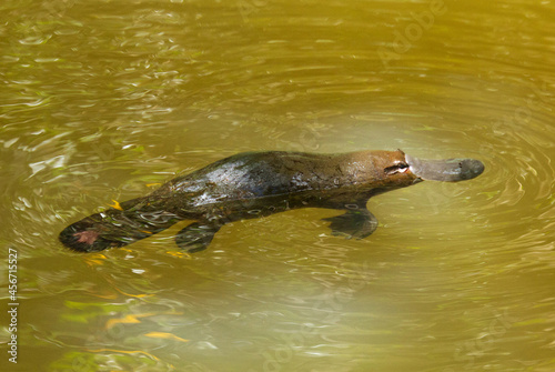 Platypus in the sunlight water of a creek in Qld Australia  photo
