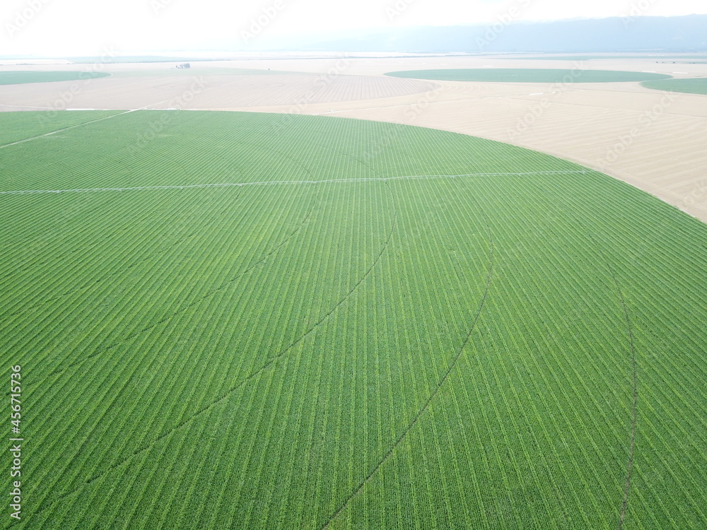 Obraz premium Green corn plantation with drone