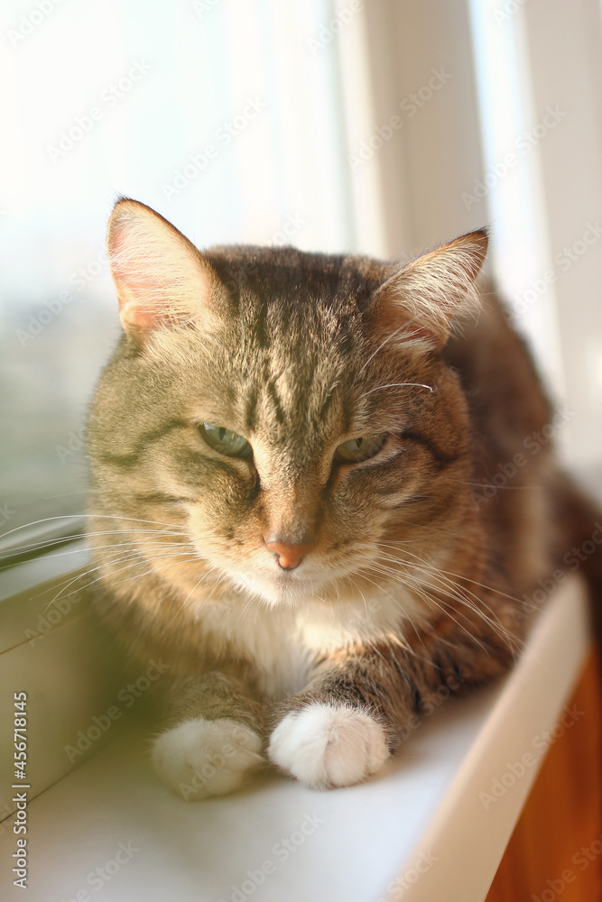 Adorable short haired brown tabby cat with green eyes is resting at the morning on windowsill.