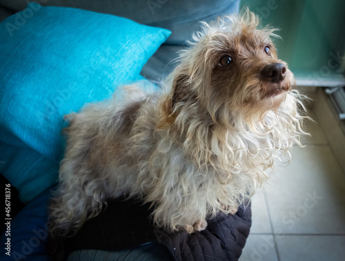 dog on the couch