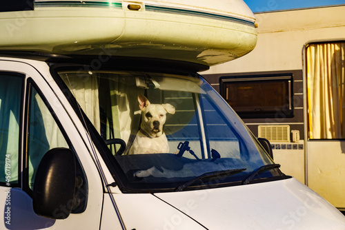 Dog inside camper car